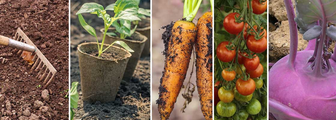 Aussaatkalender für Gemüse