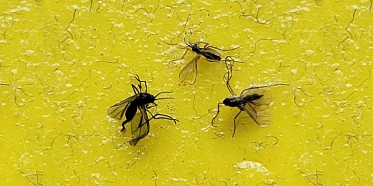 Bild mit Trauermücke bekämpfen auf gelben Hintergrund