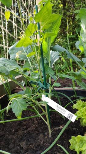 Tomatenpflanze mit Schlaufenetiketten